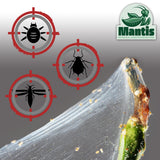How to kill spider mites
